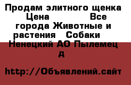 Продам элитного щенка › Цена ­ 30 000 - Все города Животные и растения » Собаки   . Ненецкий АО,Пылемец д.